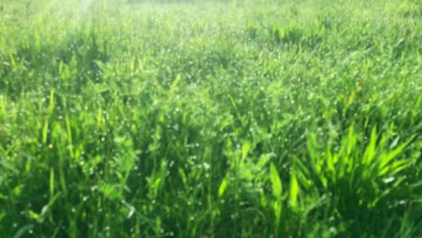 green grass in morning dew drops in sunrise light, close up. beautiful fresh water dew drops in bright grass meadow, nature blur background.