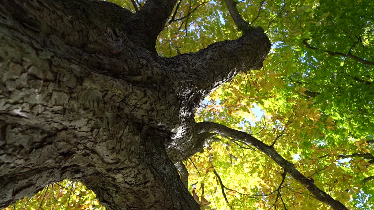 Low-angle view looking up a majestic tree trunk with branches displaying vibrant autumn leaves near Walensee, Switzerland. Captures nature's resilience, growth, and seasonal beauty