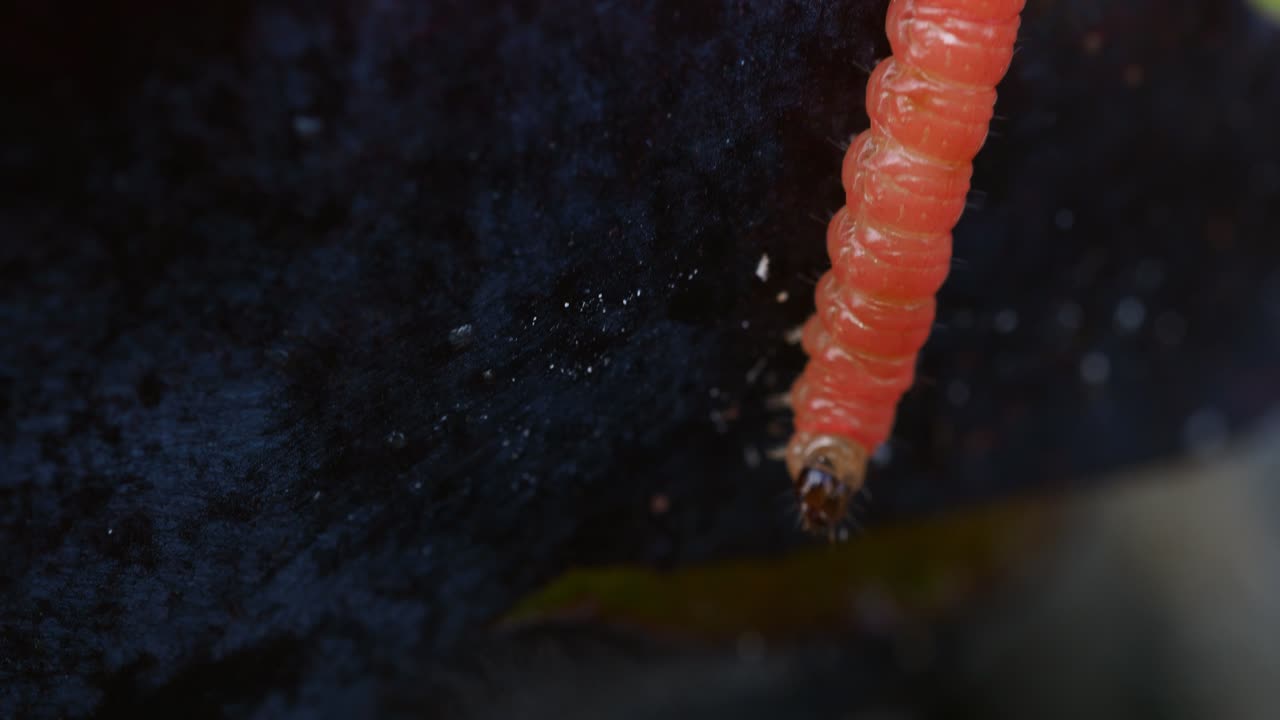 Larva of a Plum Fruit Moth (Grapholita funebrana) against the dark skin of the purple plum