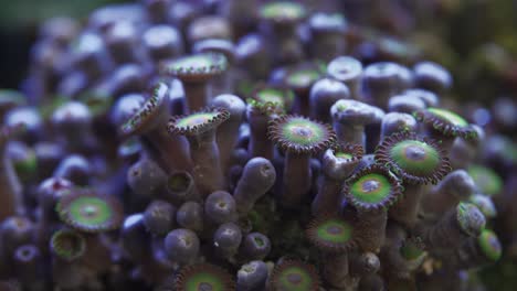 grüne und lila zoanthid weichkorallen in einem salzwasser-aquarium