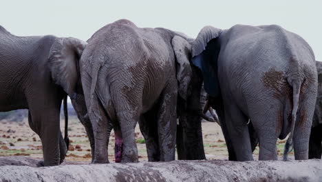 a herd of elephants gathered by the waterhole in nxai pan, botswana - close up panning shot