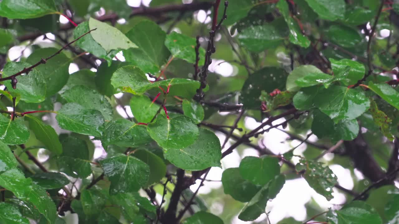 Raindrops fall on green leaves during a rainy day in a forest