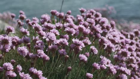 Flores-Rosadas-Del-Mar-Que-Crecen-En-El-Borde-Del-Acantilado-En-Irlanda