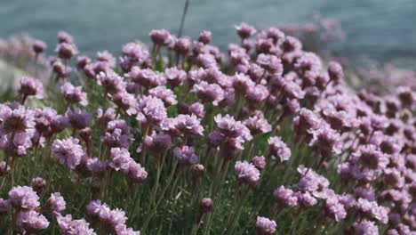sea pink flowers growing on the cliff edge in ireland