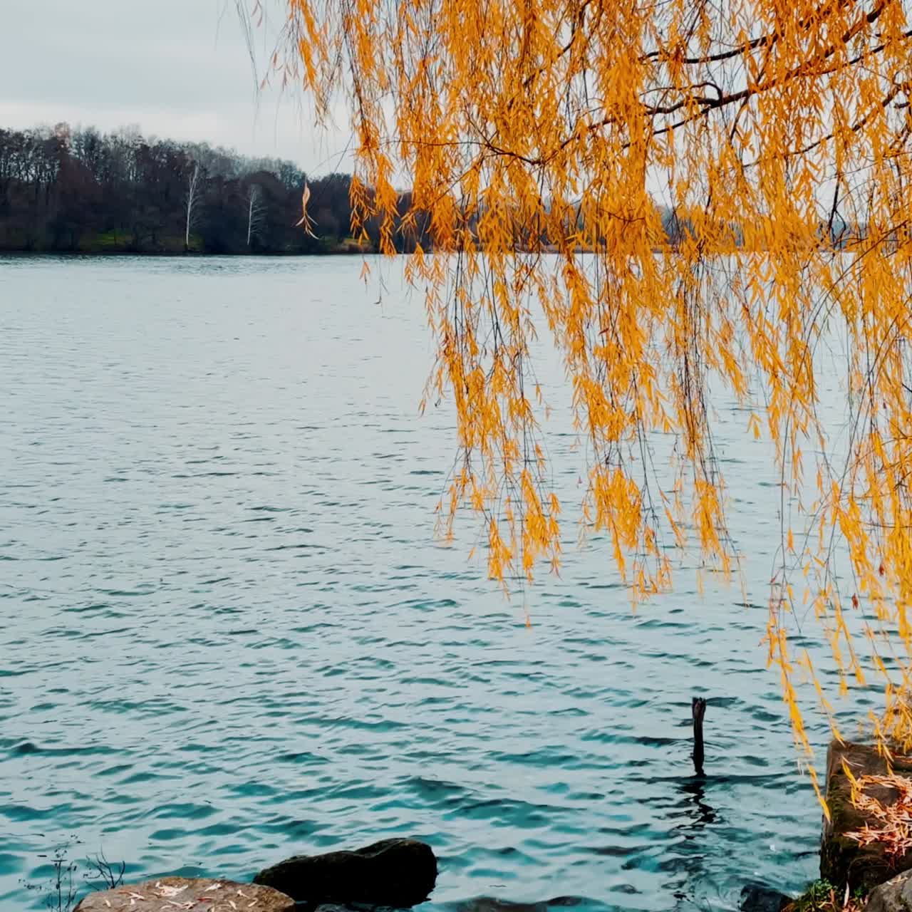 Yellow leaves of the weeping willow on the trailing branches reaching the water. Big stones on the river bank. Bare trees at waterfront at backdrop