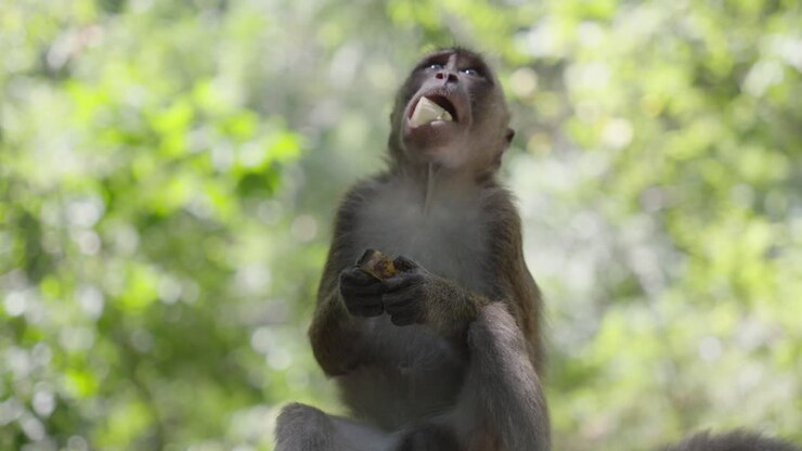 Monkey child holds fruit staring at sky eating as branch it sits on is bounced