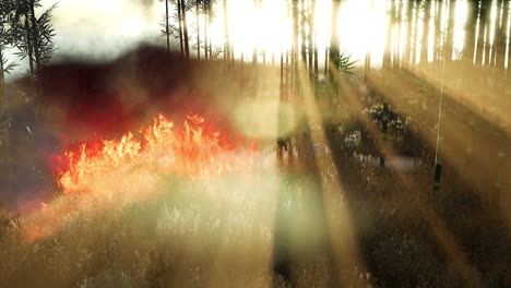 wind blowing on a flaming bamboo trees during a forest fire