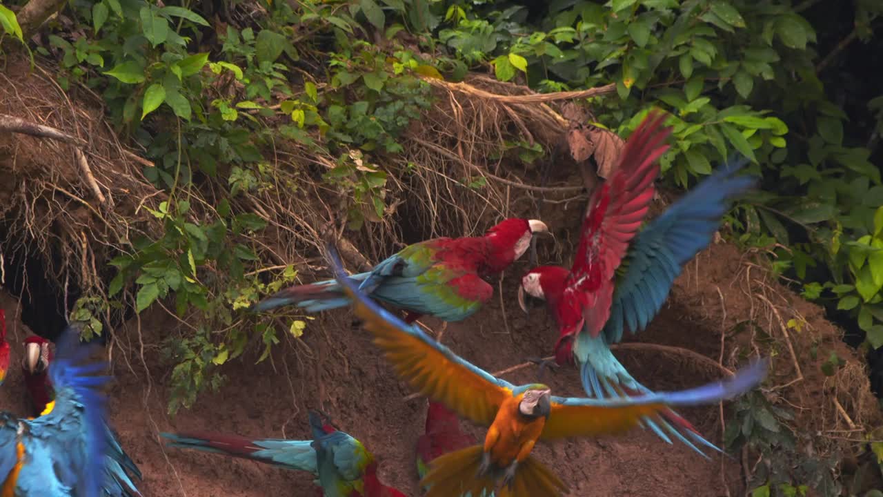 Red and Green Macaws Gather at Chuncho Clay Lick, Vibrantly frenzy activity with blue and yellow macaws flying in a Tropical Forest Scene