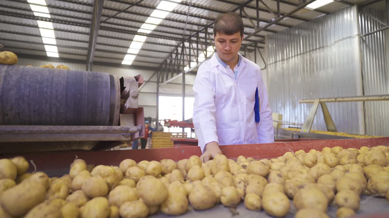 producción agrícola. agrónomo que supervisa la cosecha de patatas.