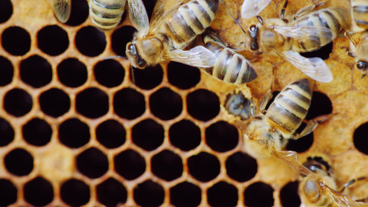 벌집 세포 hd 비디오에서 갓 태어난 꿀벌이 나타납니다.