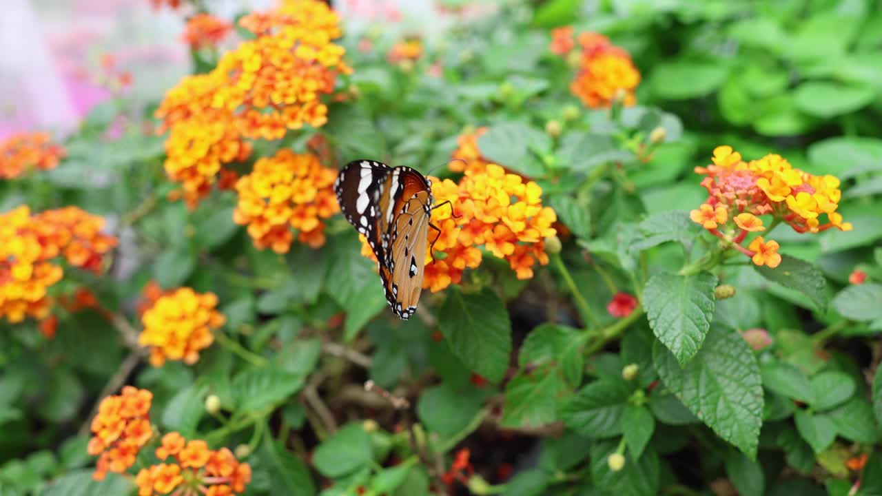 una mariposa visita varias flores de naranja.