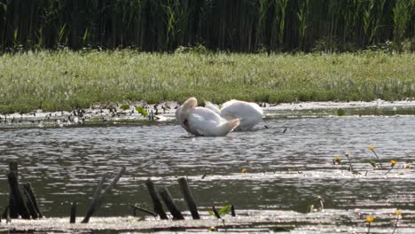 two white swans sitting between water lillies on a side arm of the rhine river preening themselves