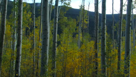 árbol de abeto bosque caída otoño colores amarillos y verdes avión no tripulado cinematográfico tarde tarde nieve montaña independencia pasar ashcroft tarde amanecer puesta de sol hora de oro diapositiva a la izquierda movimiento lento