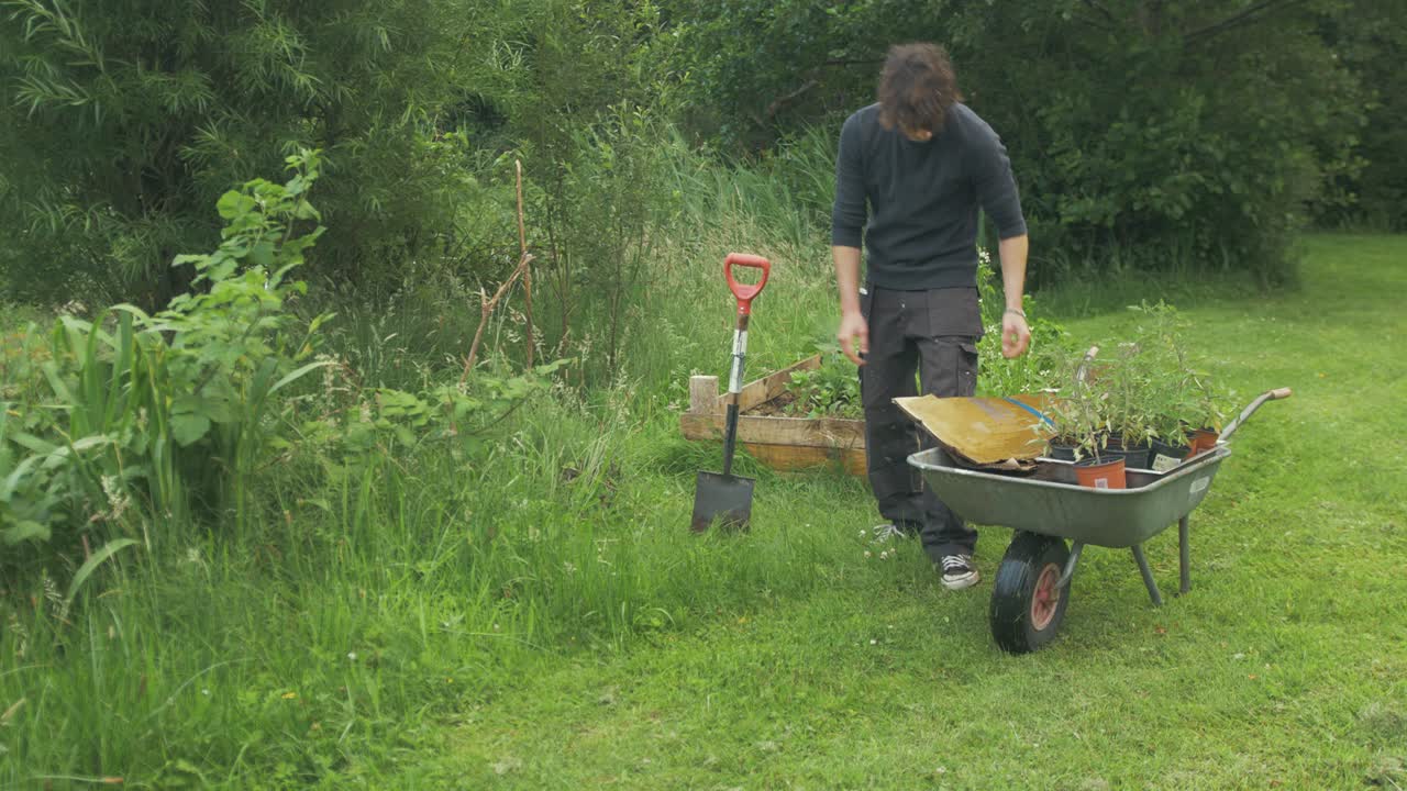 No dig gardening, young man places cardboard in garden