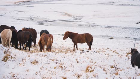 Herd-of-wild-horses-grazing-in-snow-field,-brown-stallion-neighing