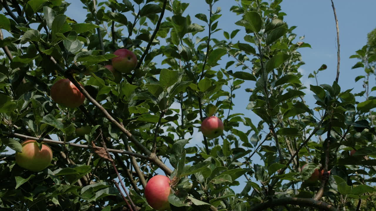 manzanas rojas y verdes en un manzano en un jardín soleado en el reino unido