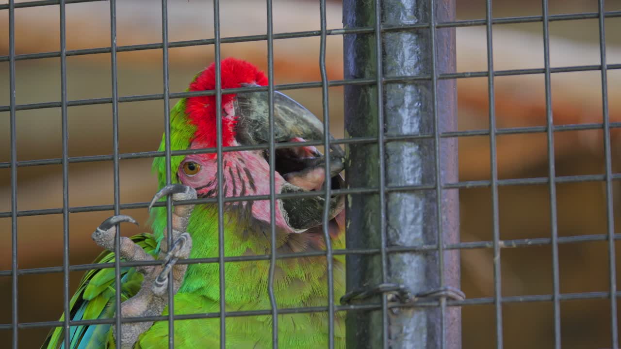 A Military Macaw perched behind a wire cage, with vibrant green and red plumage
