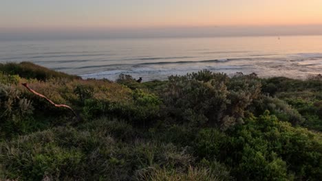 ocean view with lush greenery at sunset