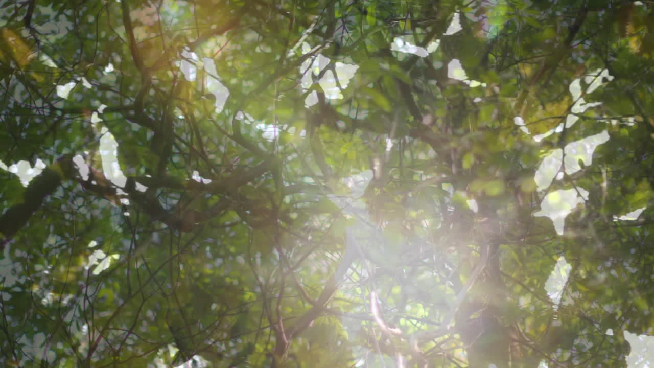 анимация света над лесом и листьями