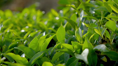 hermosas plantas de té