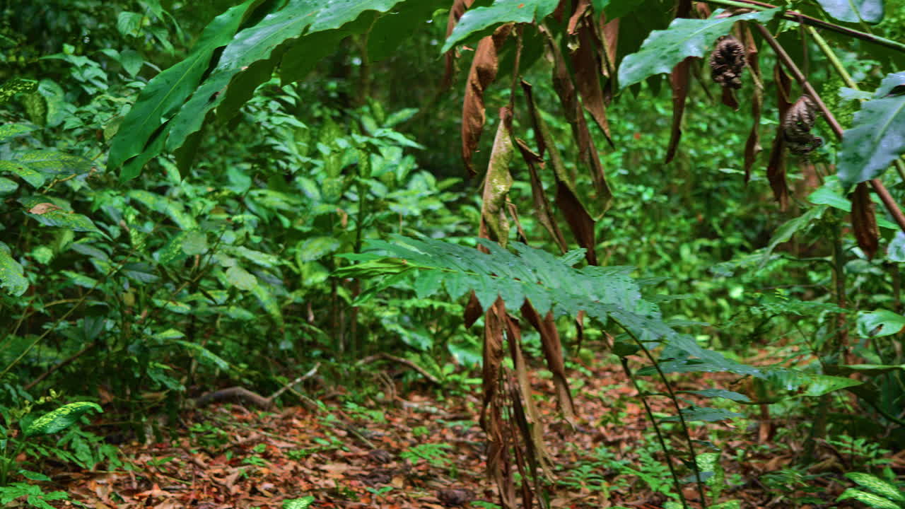 slow motion shot of a beaten walkway through the dense jungle foliage in Panama