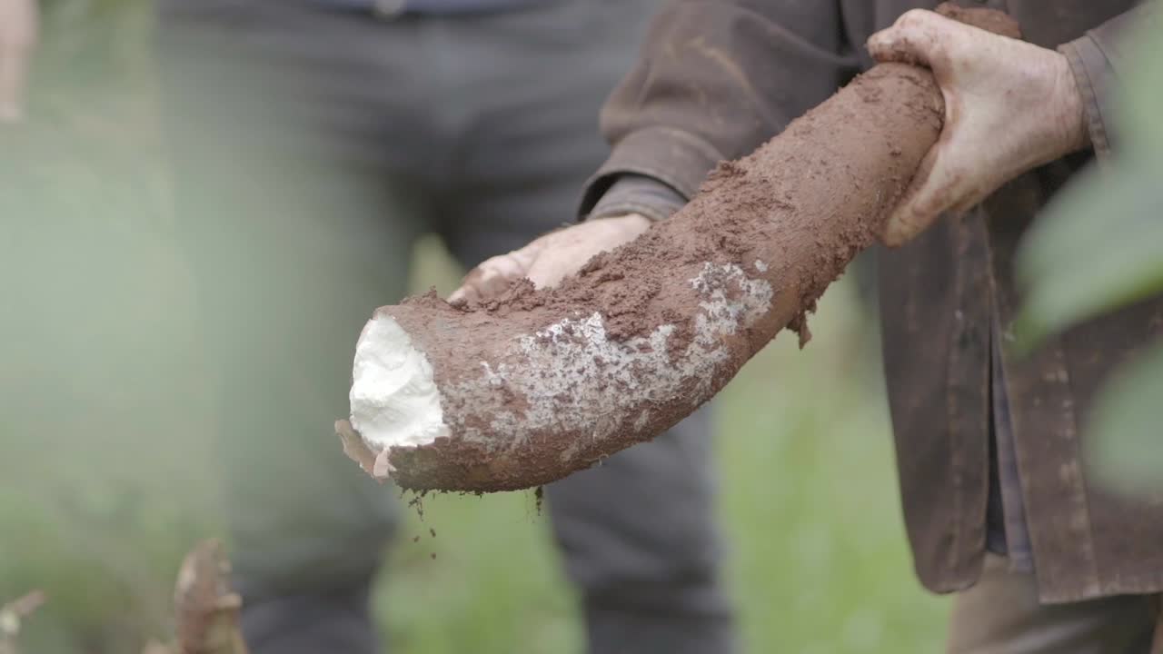 Harvesting a large cassava root