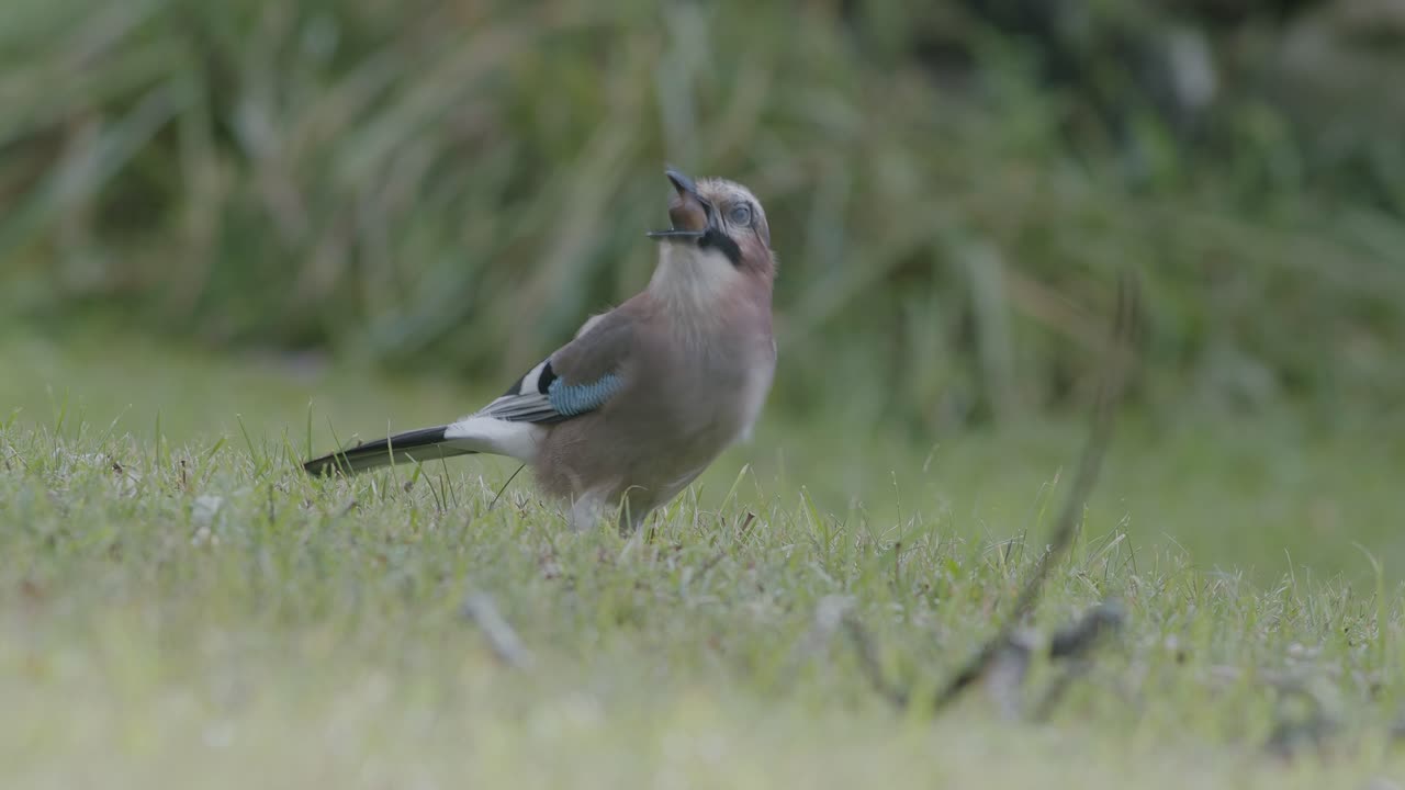 arrendajo euroasiático recogiendo bellotas para el invierno y se las traga