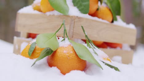 naranjas mandarinas cubiertas de nieve en cajas de madera