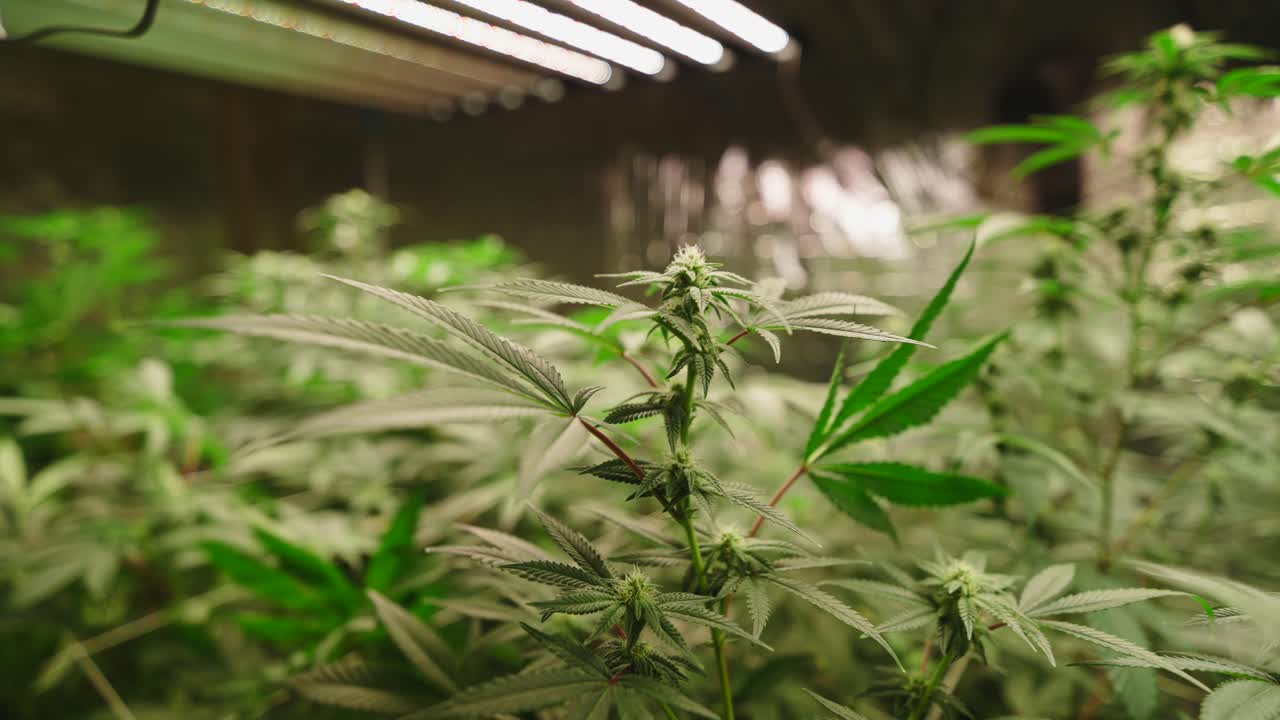 Indoor Cannabis Grow Operation