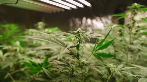 indoor cannabis grow operation