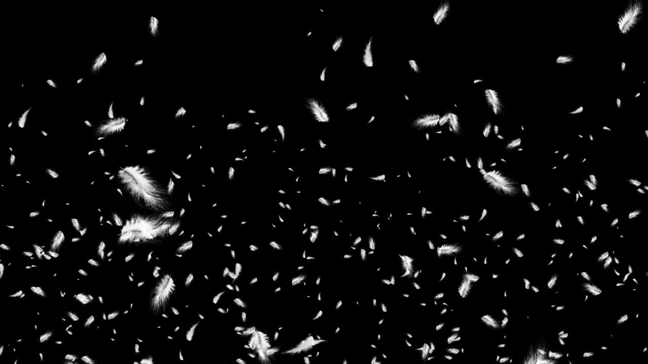 Down feathers falling slowly flying birds in air with white feathers on a black background