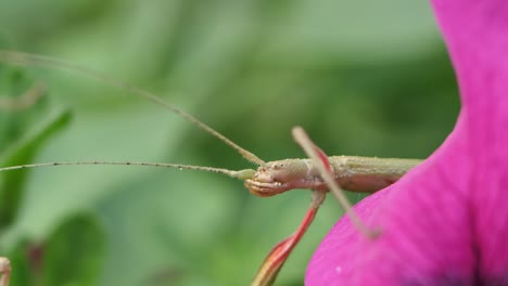 insecto palo medauroidea extradentata, familia phasmatidae