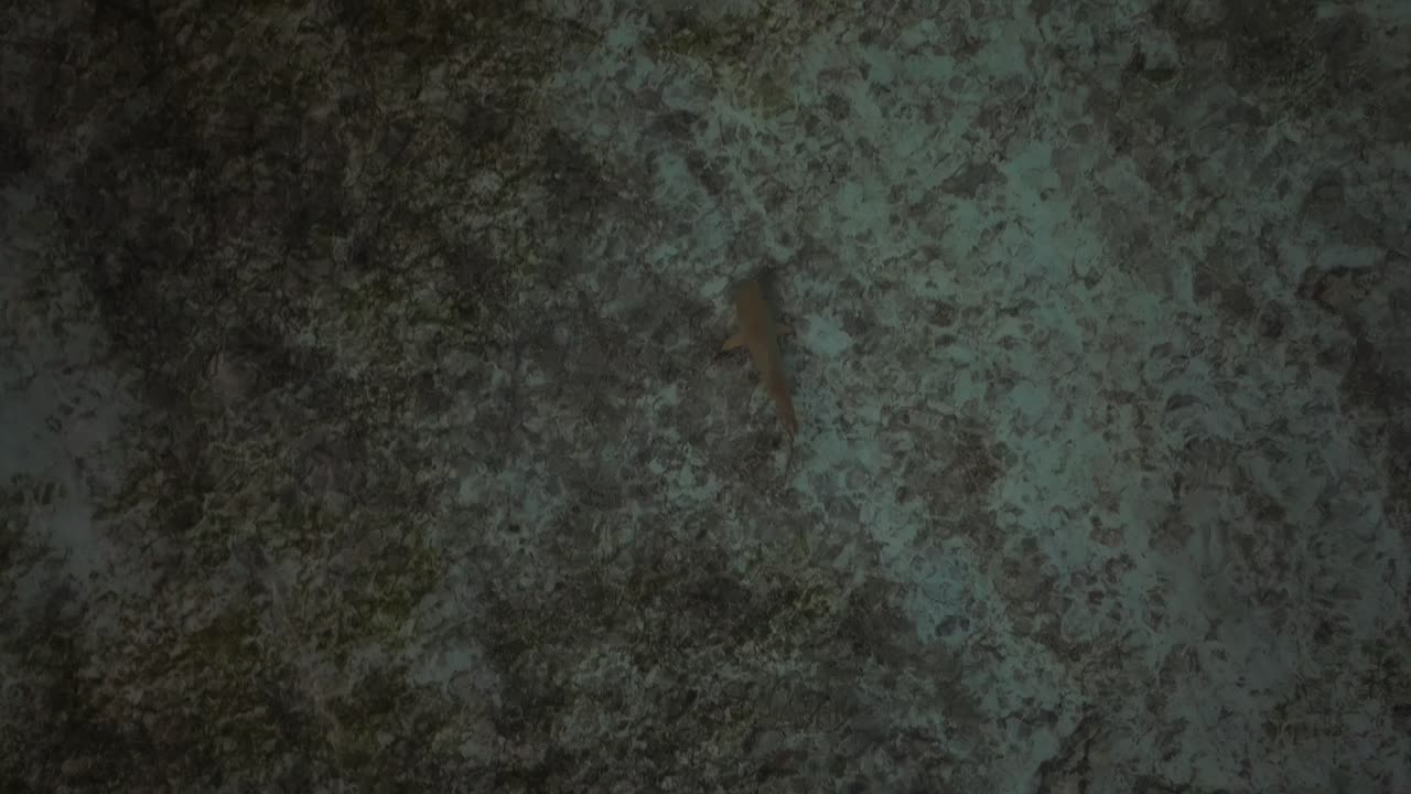 tiburón de arrecife de punta negra depredador acechando a lo largo del fondo rocoso de aguas poco profundas