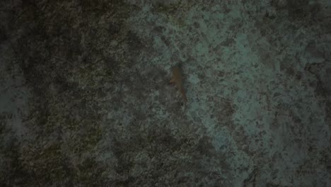 tiburón de arrecife de punta negra depredador acechando a lo largo del fondo rocoso de aguas poco profundas