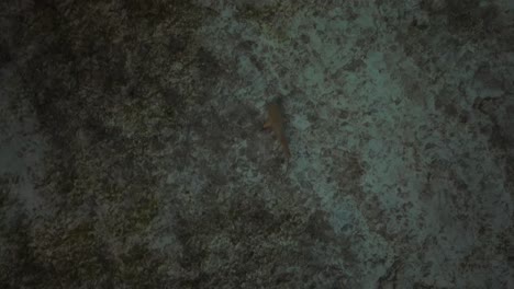 predator black tip reef shark lurking along rocky bottom of shallow water