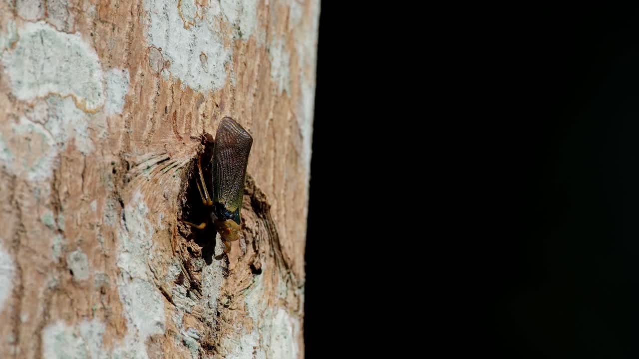 moviendo sus piernas sutilmente como el árbol también se mueve con el viento en el bosque, planthopper, fulgoromorpha, tailandia