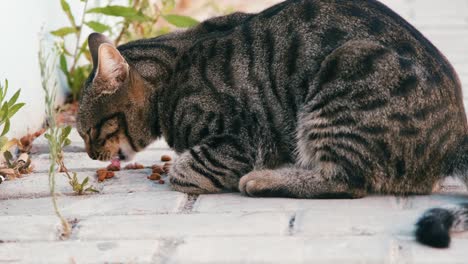 homeless stray cat eating dry cat food.