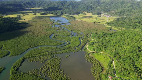 protected verdant natures of batalay mangrove eco park in bato, catanduanes, philippines. aerial drone shot