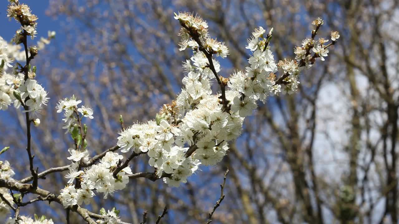 인목 무리, 벚나무 spinosa, 꽃. 봄. 영국