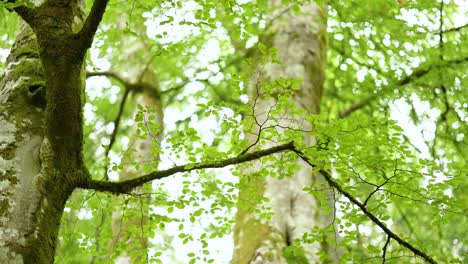 green leaves and tree trunks in forest