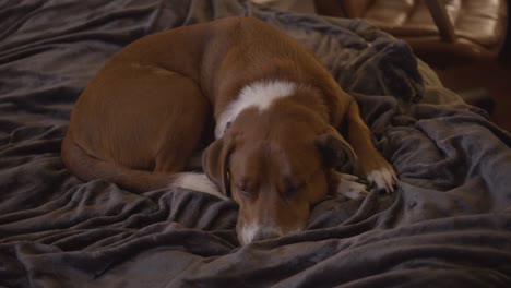 Ein-Süßer-Jagdhund-Versucht,-Auf-Einer-Weichen-Grauen-Decke,-Die-Ein-Bett-Bedeckt,-Wach-Zu-Bleiben