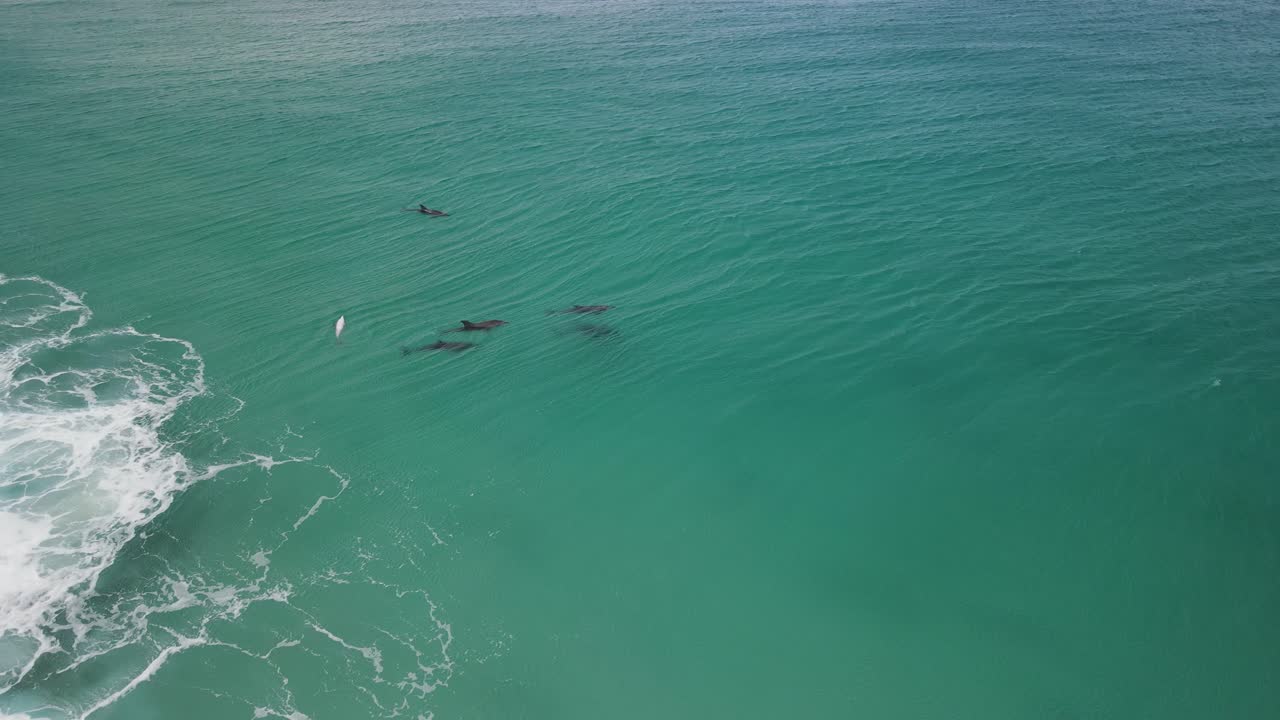 Aerial drone footage of a Small pod of dolphins including a Mother and baby dolphin in Albany Western Australia Pt2