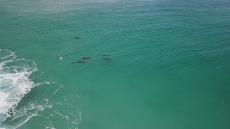 aerial drone footage of a small pod of dolphins including a mother and baby dolphin in albany western australia pt2