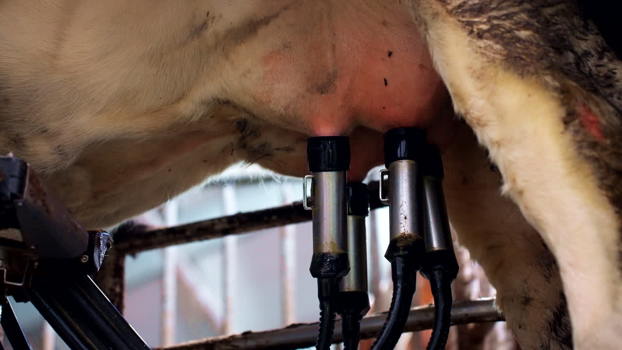 Closeup view of teat cups attached to milk cow's teats, automated milking system