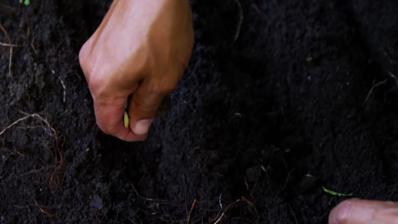 hombre mayor plantando semillas en el suelo