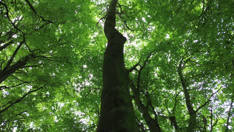 4k30p-drone-aerial-view-forest-tree-trunk-growth-going-up-to-sky-above