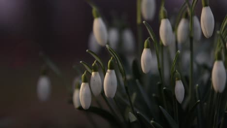 雪花 (snowflowers) 位於瑞典南部的一座公園