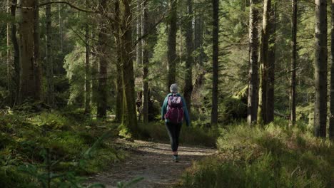 A-woman-walks-past-a-camera-while-going-for-a-gentle-hike-through-a-lush,-green-coniferous-forest-as-shafts-of-sunlight-highlight-the-trees-and-walking-trail