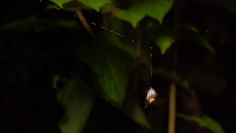 orb weaver spider spins egg sac hanging from silk thread, tambopata national reserve