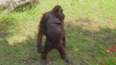 an orangutan sits on the grass, then rises and stands upright